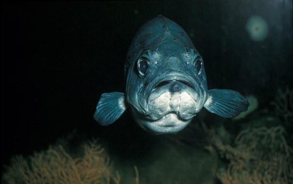 Moon Wrasse