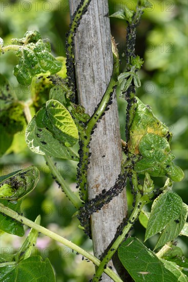 Black bean aphid