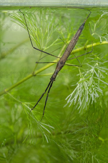 Water stick insect