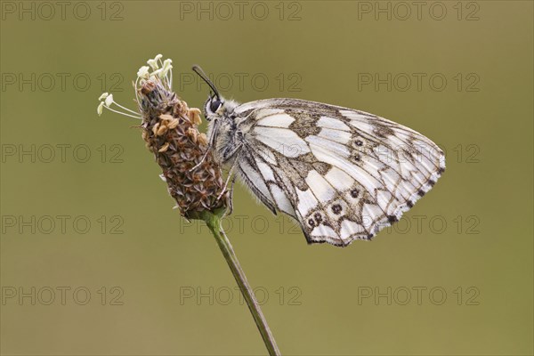 Marbled White