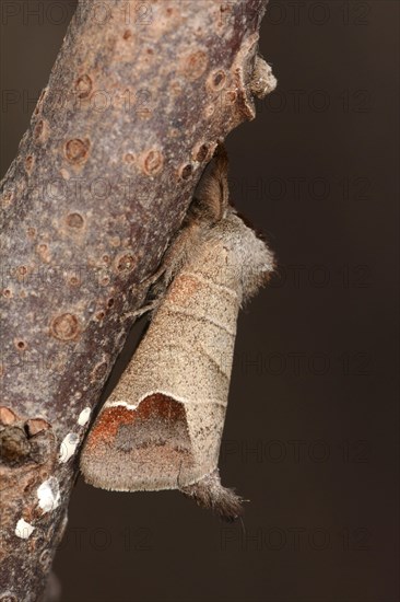 Chocolate-tip moth