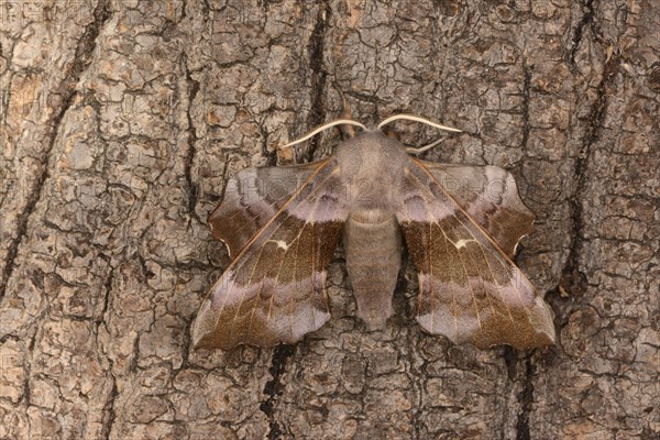 Poplar Hawkmoth