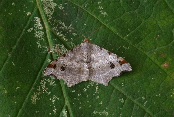 Macaria alternata