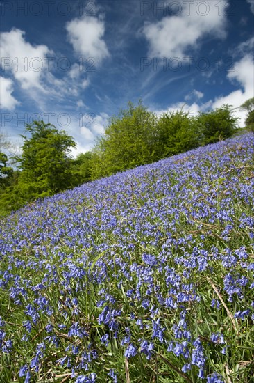 Endymion hyacinth