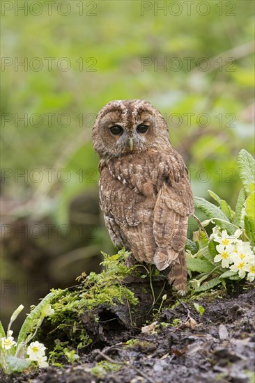 Tawny owl