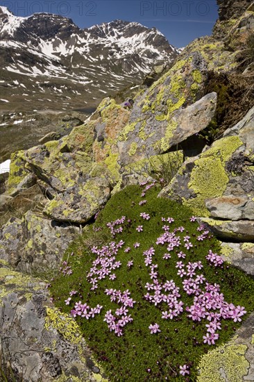 Moss Campion