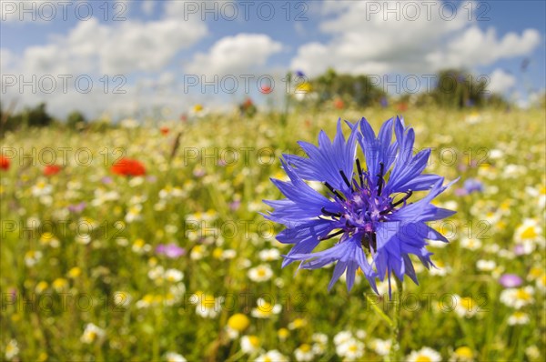 Cornflower