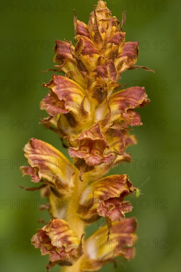 Slender Broomrape