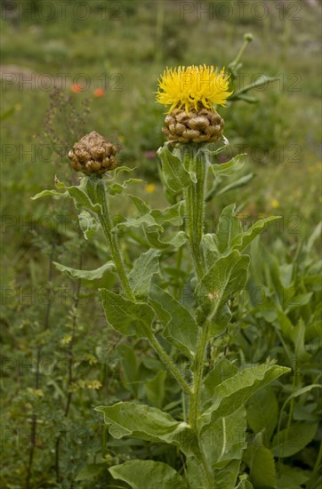 Armenian Basketflower