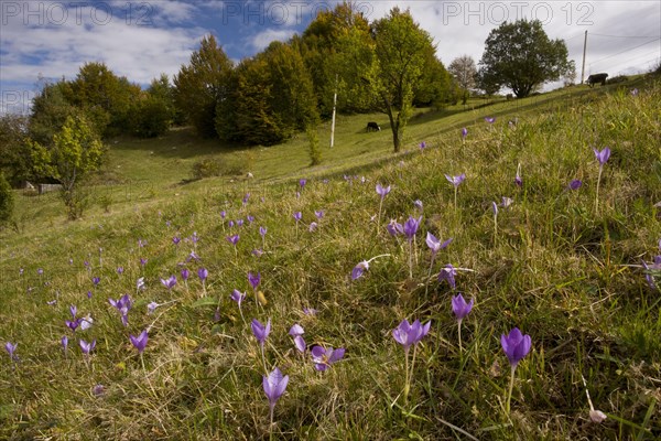 Autumn Crocus