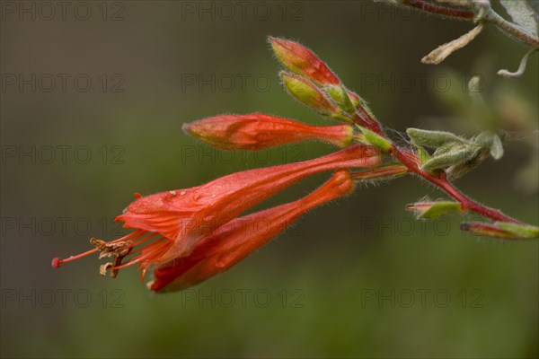 California willowherb