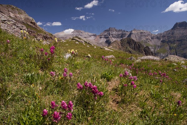 Hayden's Indian Paintbrush