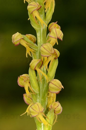 Man Orchid