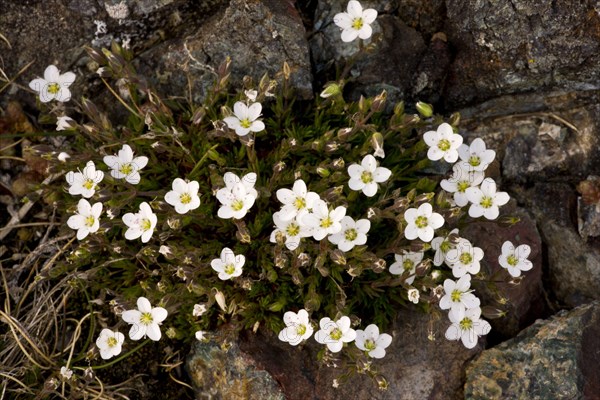 Spring Sandwort