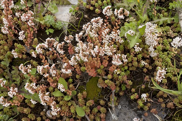 White Stonecrop