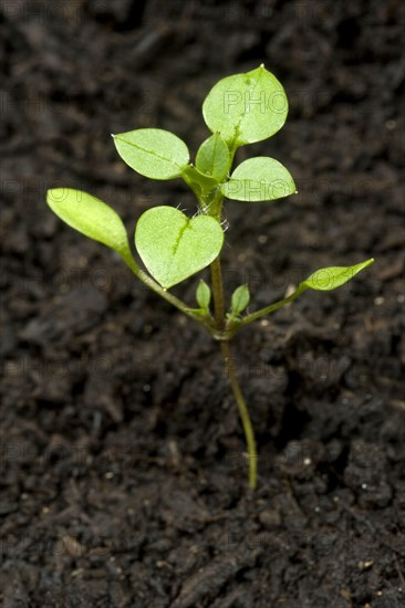 Seedling developing into a young plant of chickweed