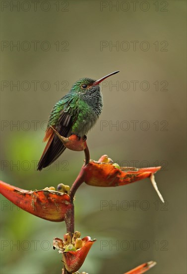 Red-tailed Hummingbird