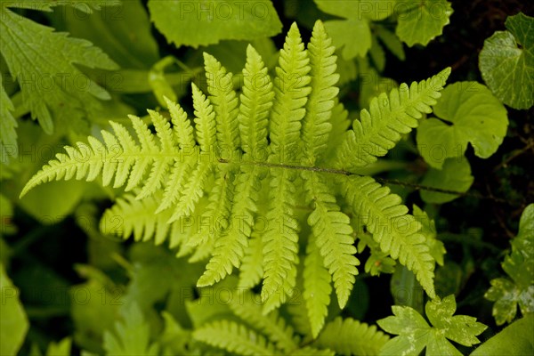 Beech Fern