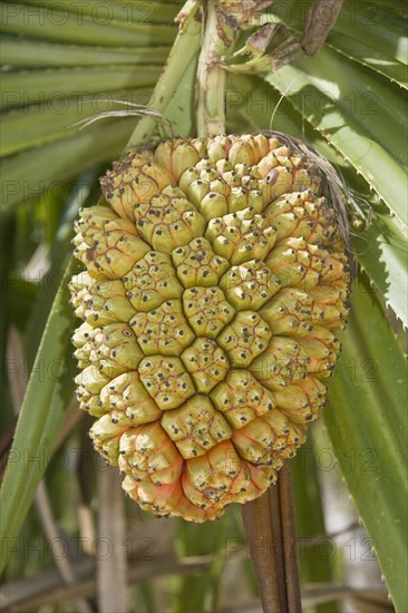 Fragrant Screwpine