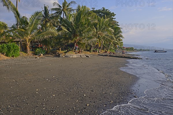 Coconut palms