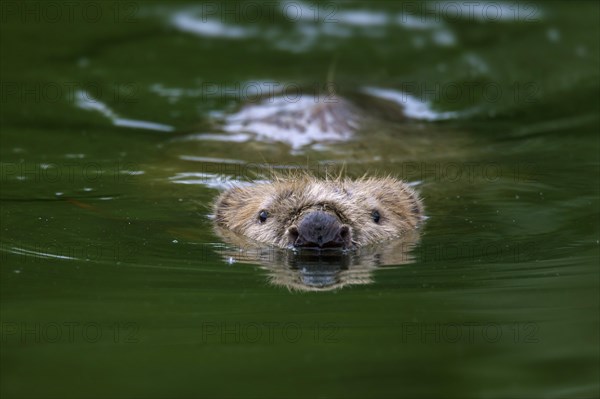 Eurasian beaver