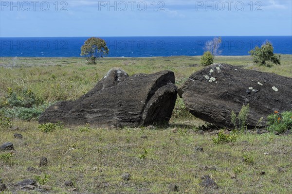 Moai in Rano Raraku