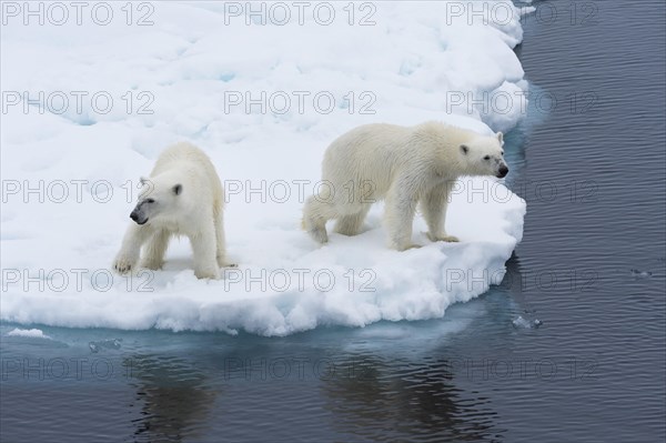 Mother polar bears