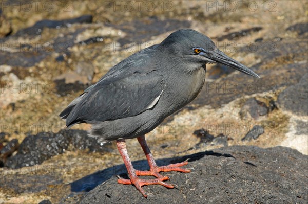 Lava heron