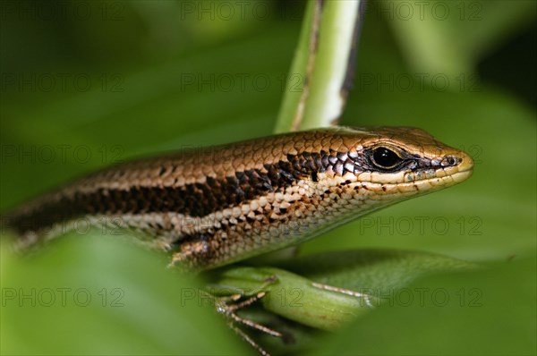 Central American Mabuje