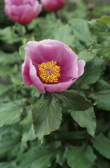 Common Paeony