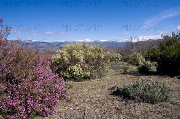 Broom heather and multiflorous broom with a view of the Sierra de Gredos