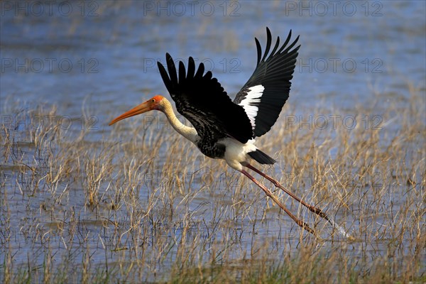 Painted stork