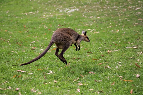 Agile wallaby