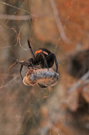 False widow