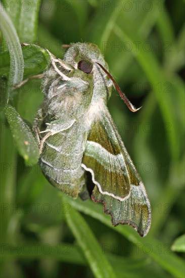 Evening Primrose Hawk