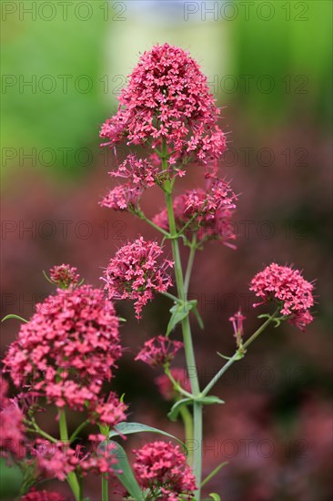 Red red valerian