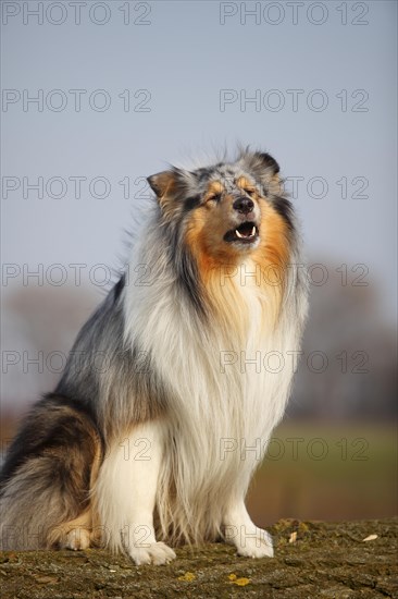 Scottish shepherd dog