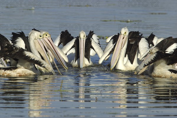 Australian pelican