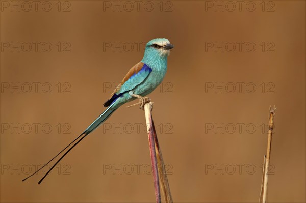 Abyssinian Roller