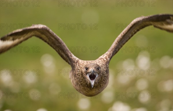 Great Skua