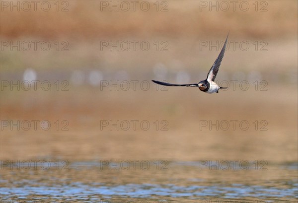 Barn Swallow