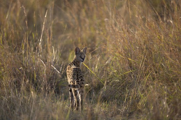 Serval