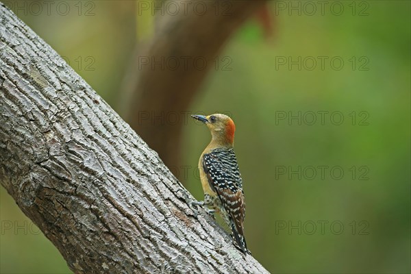 Red-crowned Woodpecker