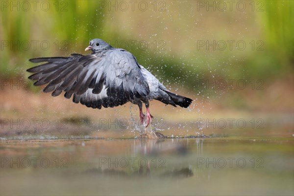 Stock Dove