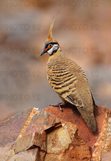 Spinifex Pigeon