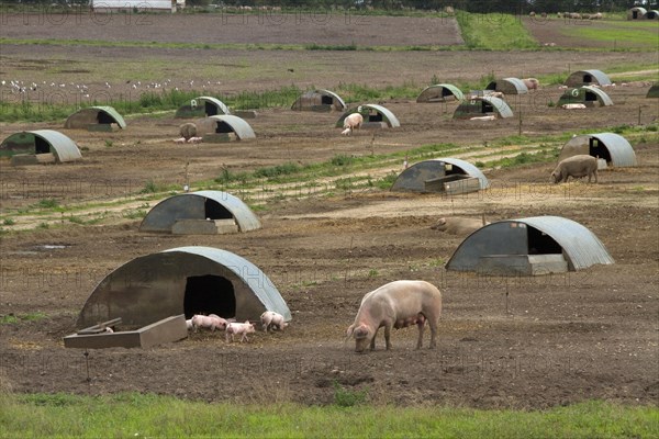 Free-range pigs Sows with piglets and bows