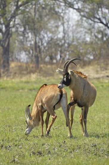 Roan Antelope