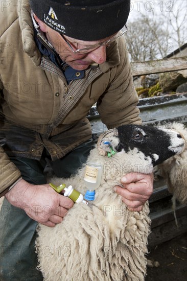 Sheep farming