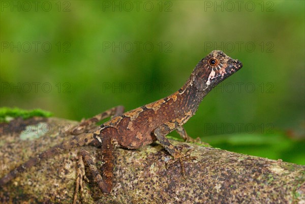 Brown-patched Kangaroo Lizard