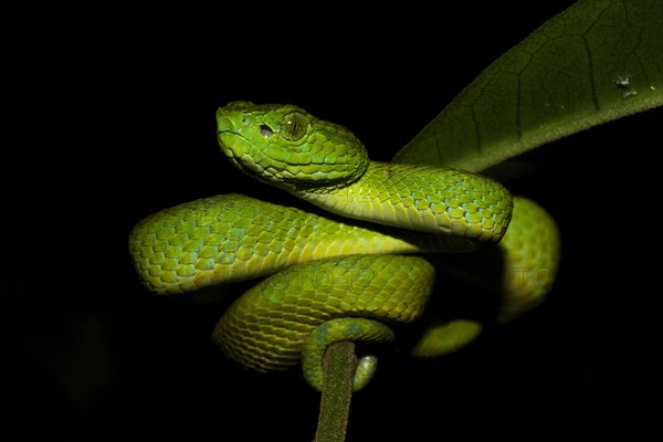 Honduran Palm-pitviper